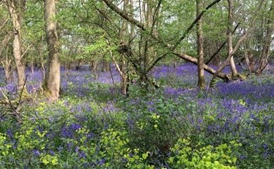 King’s Wood Appeal