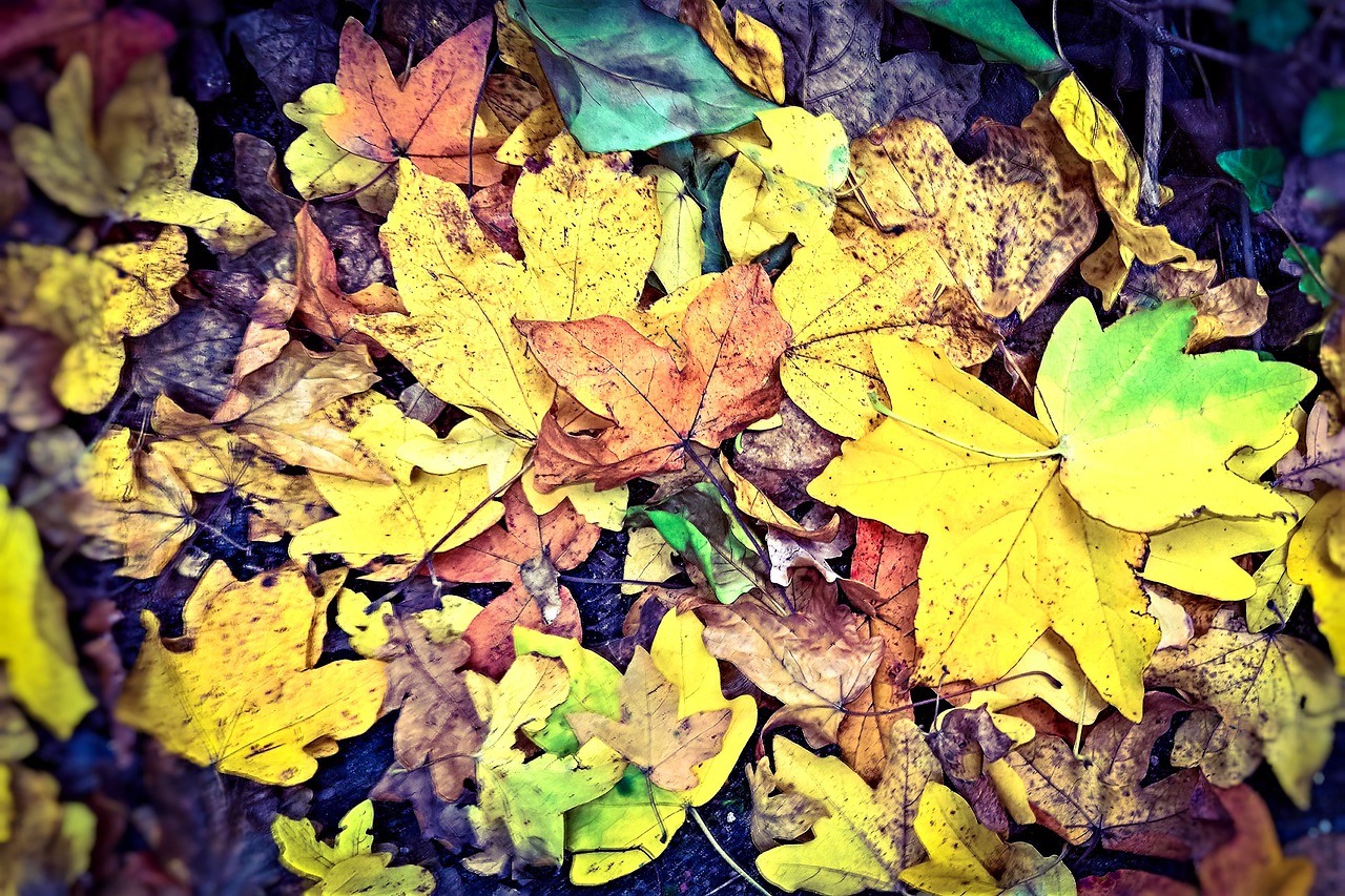 Fallen leaves