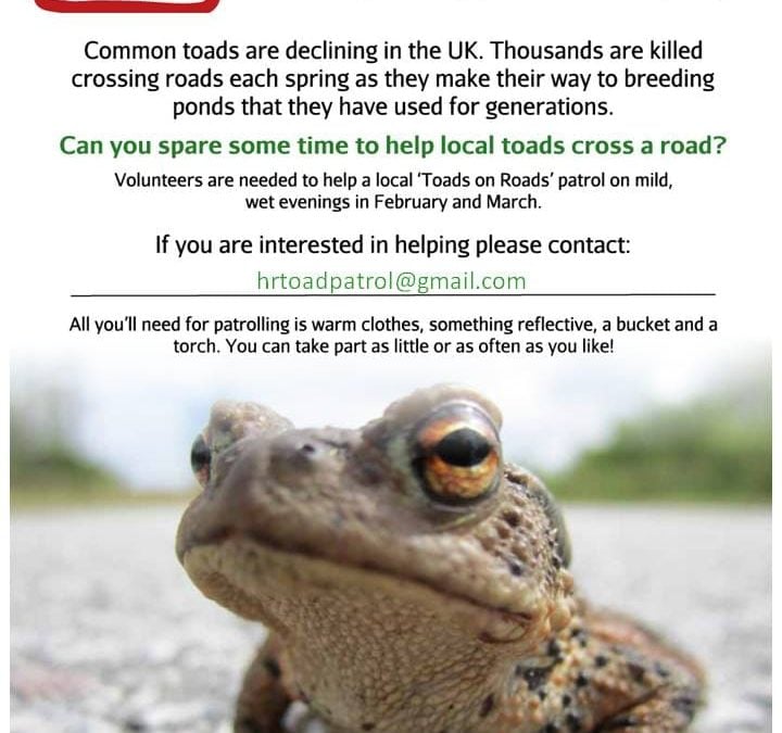 Toad Patrol – help with the green cross code