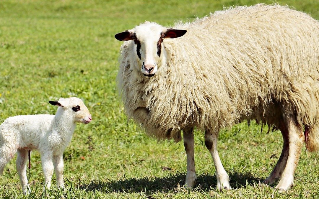 Lambing Season is here again